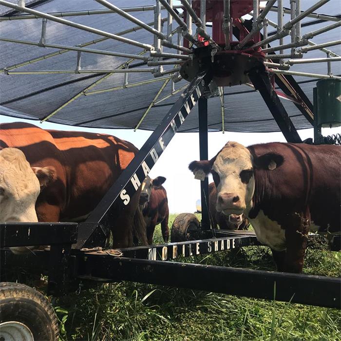 Cattle Shade