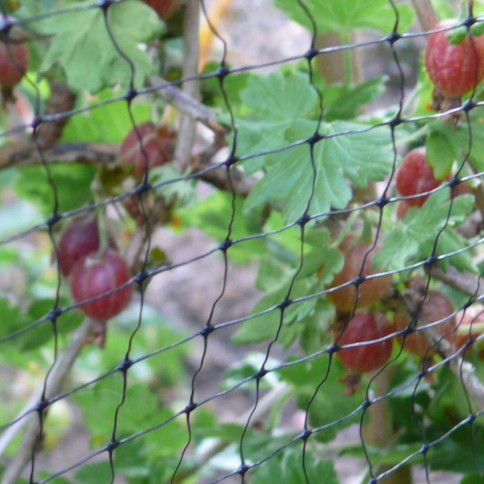 Crop Protection Netting