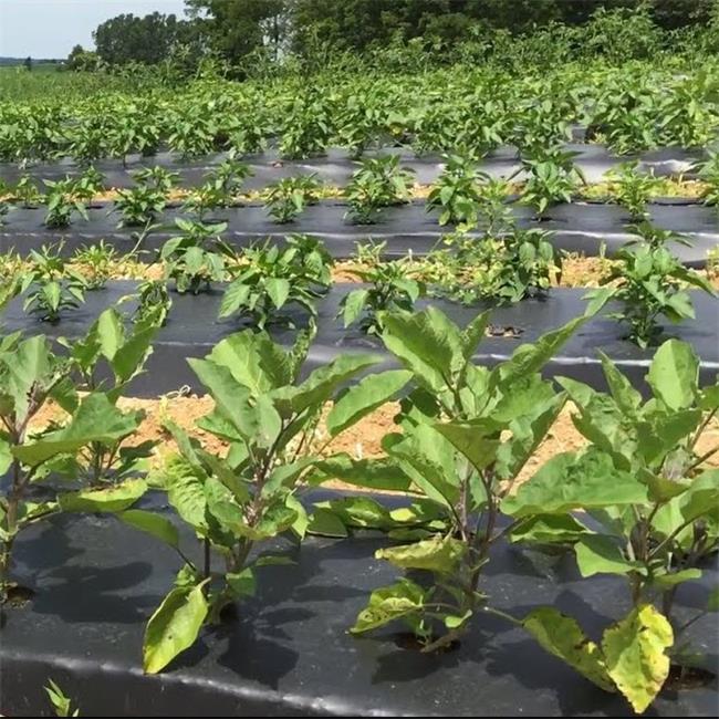Red Agricultural Mulch Film