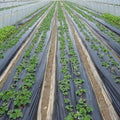 Mulch Film